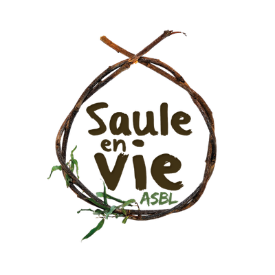 Saule en vie